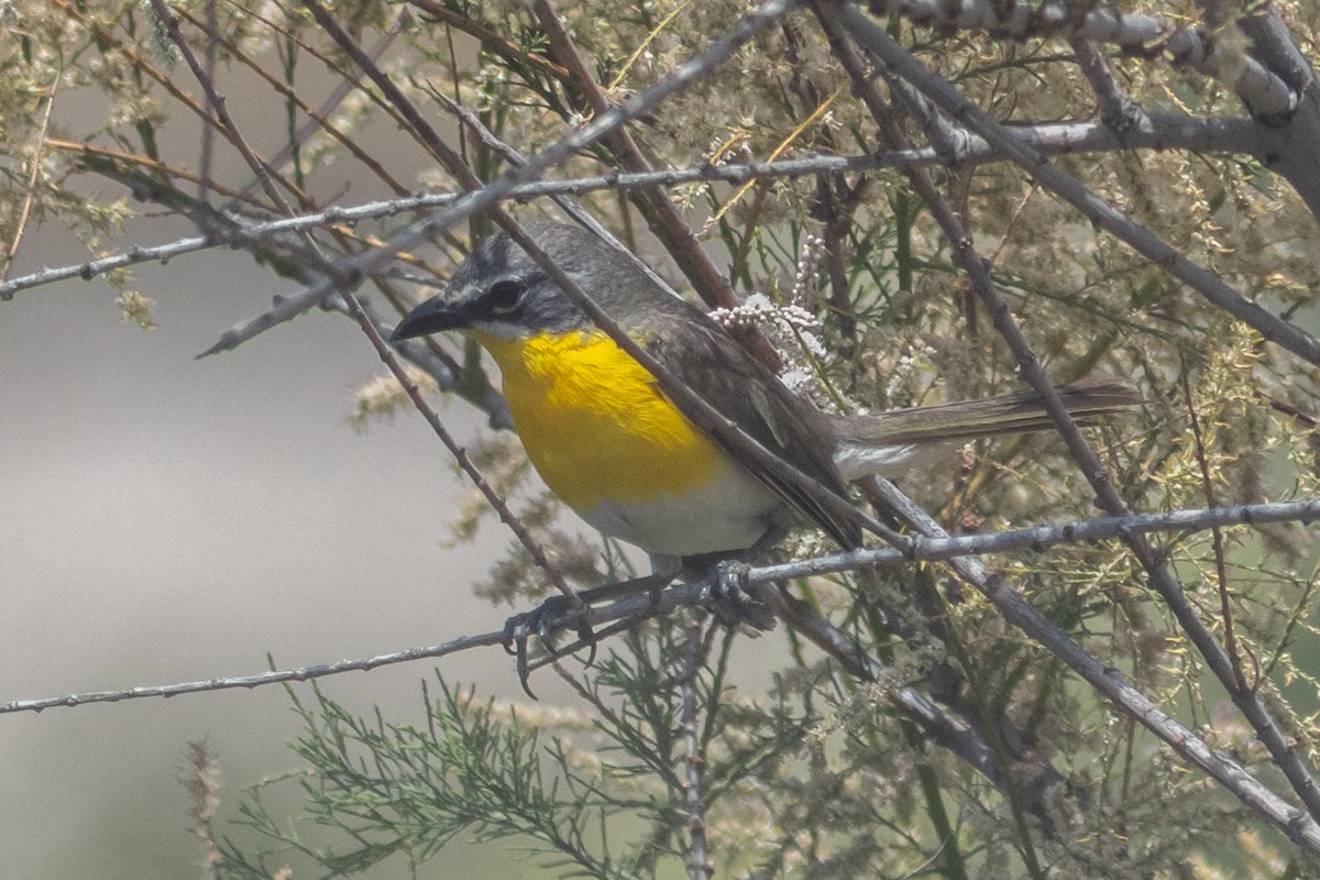 Yellow-breasted Chat - ML620273159