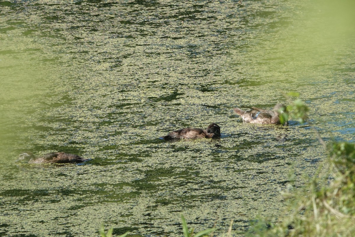 Wood Duck - ML620273165