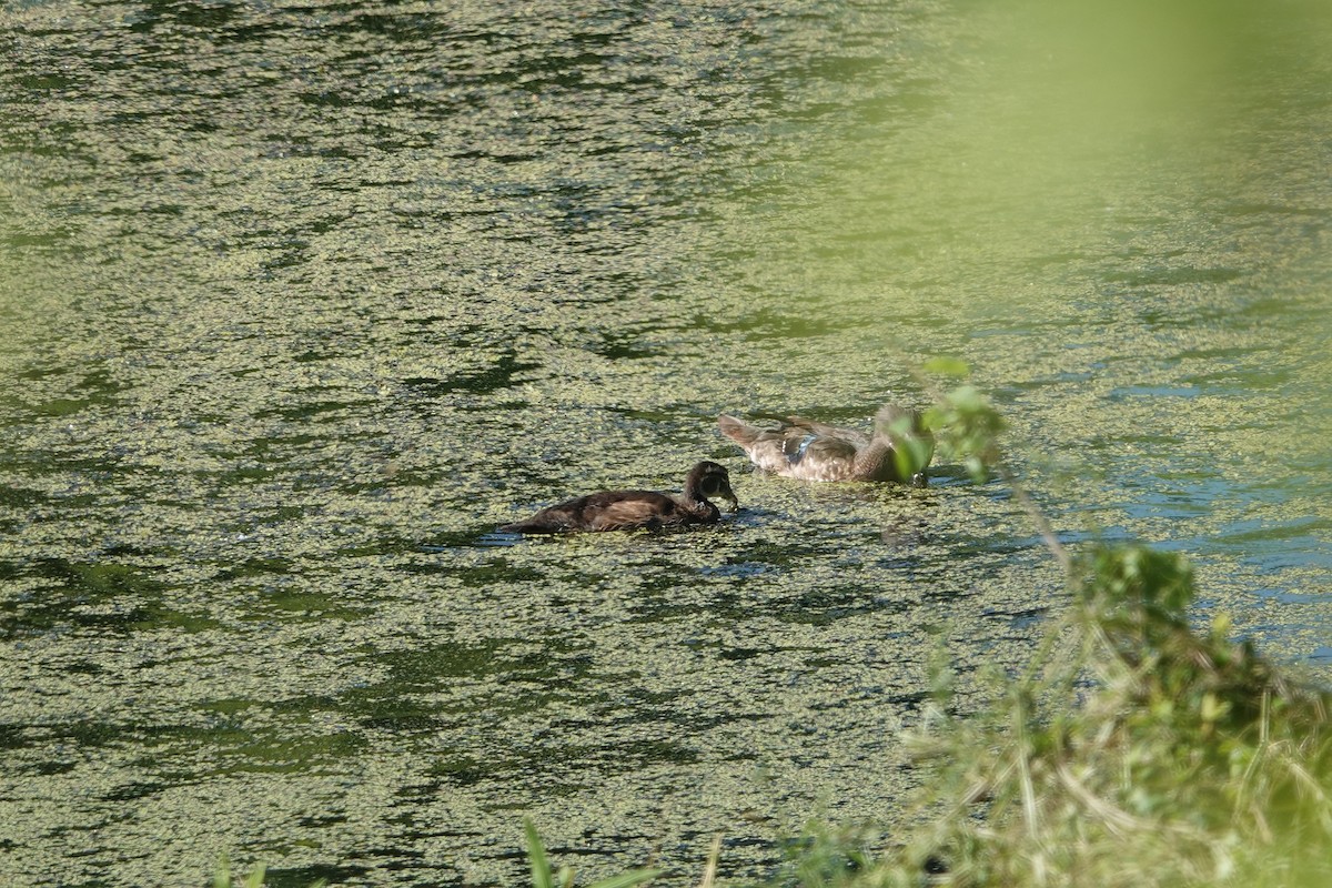 Wood Duck - ML620273166