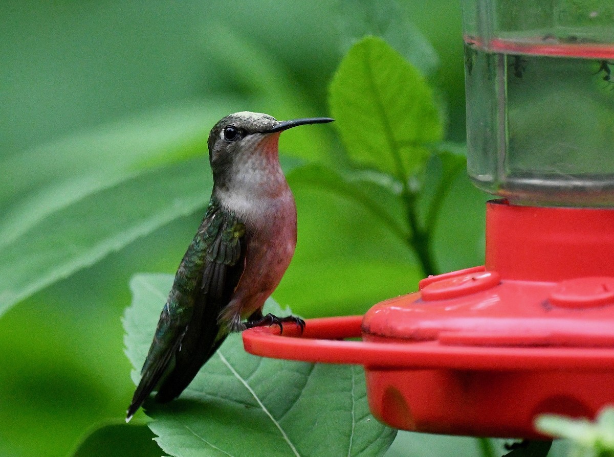 Ruby-throated Hummingbird - ML620273170