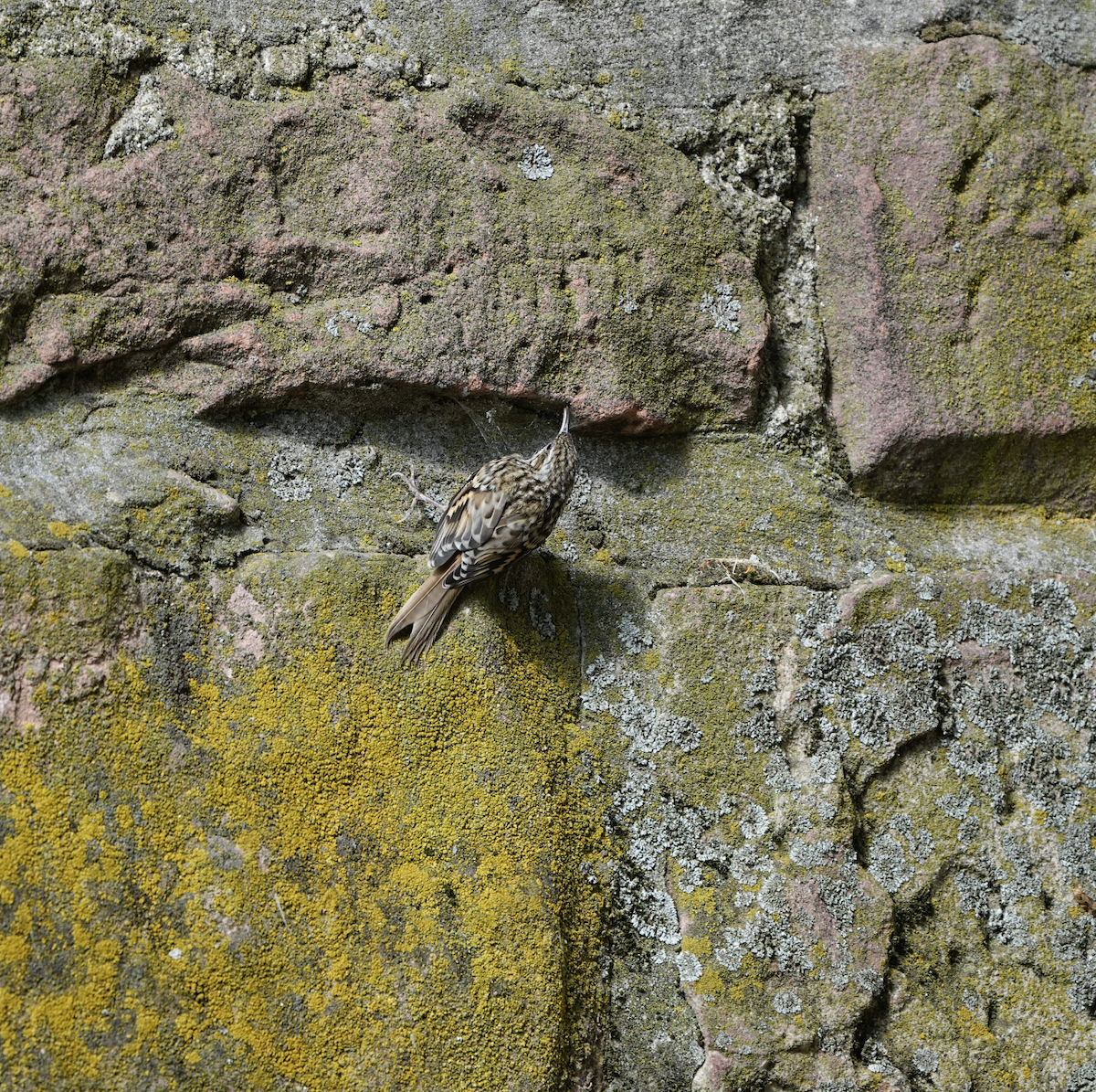 Short-toed Treecreeper - ML620273172