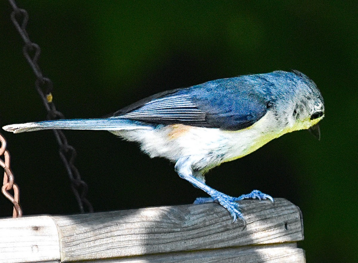 Tufted Titmouse - ML620273175