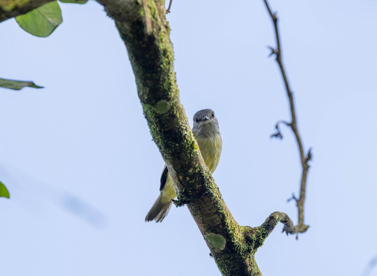 Yellow-crowned Tyrannulet - ML620273179