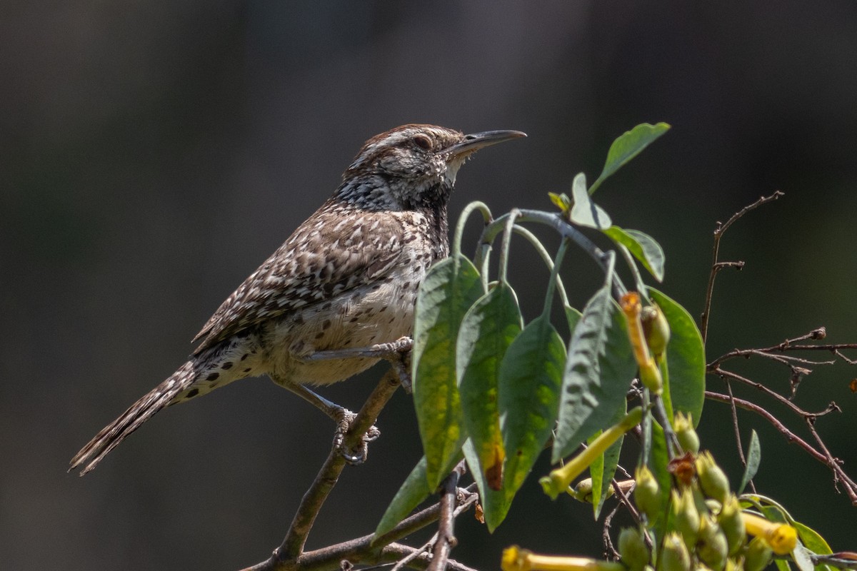 Cactus Wren - ML620273180