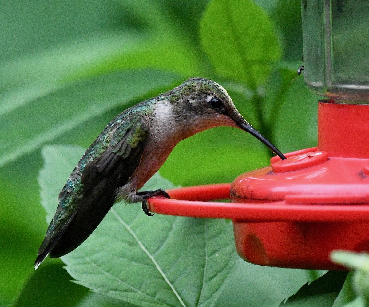 Ruby-throated Hummingbird - ML620273181