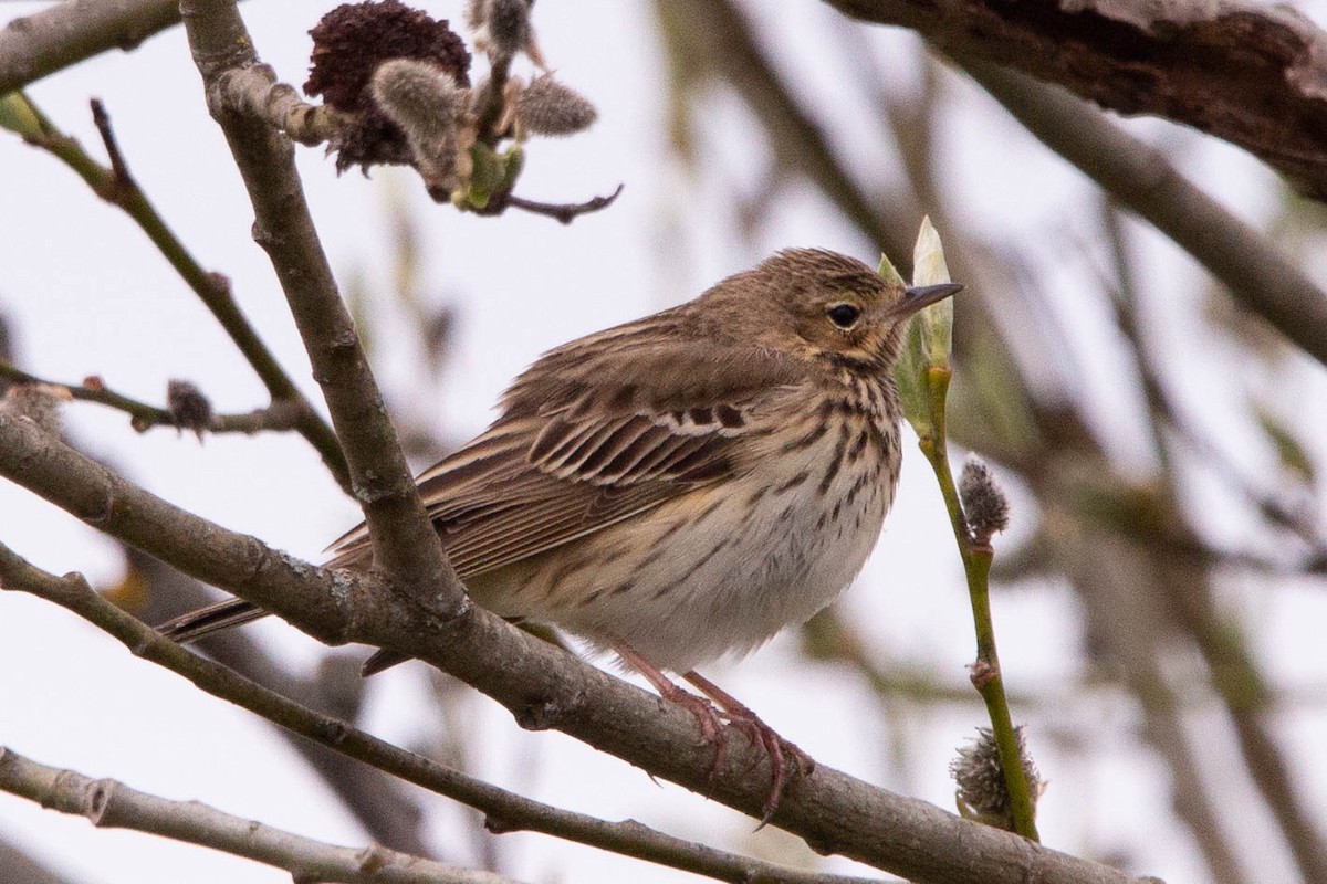 Tree Pipit - ML620273182