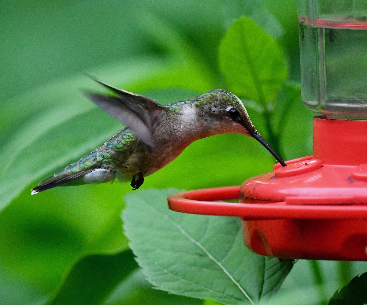 Ruby-throated Hummingbird - ML620273184