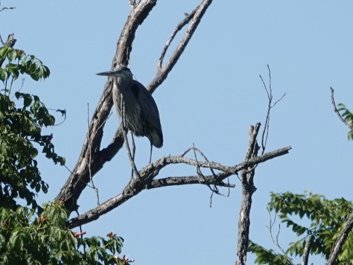 Great Blue Heron - ML620273186