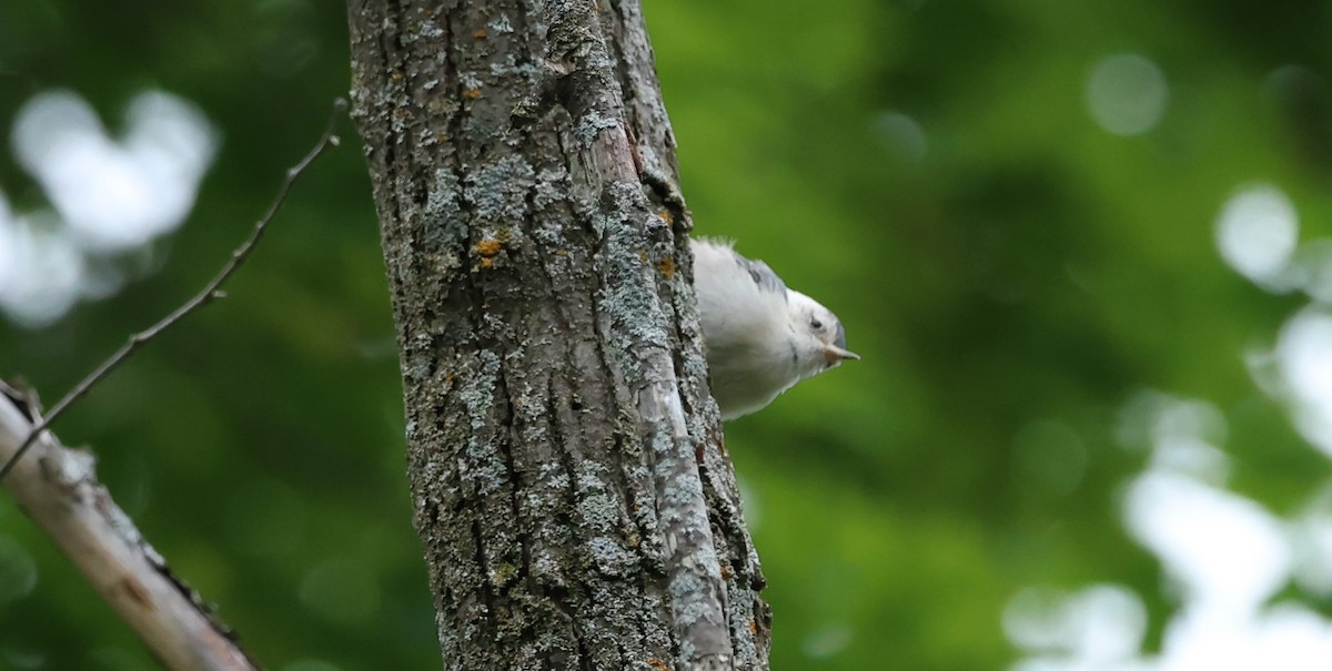 White-breasted Nuthatch - ML620273191