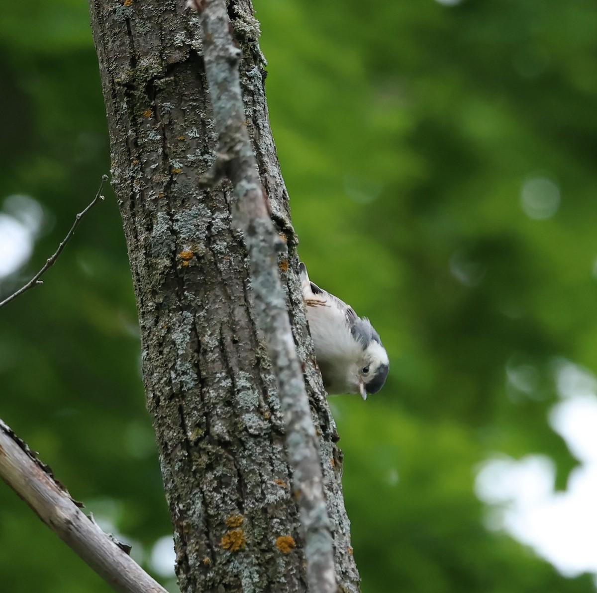 White-breasted Nuthatch - ML620273193