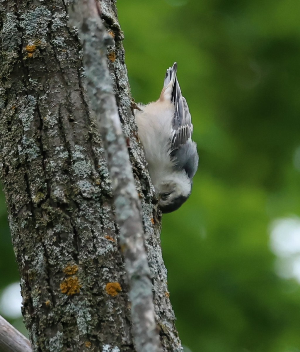 White-breasted Nuthatch - ML620273194