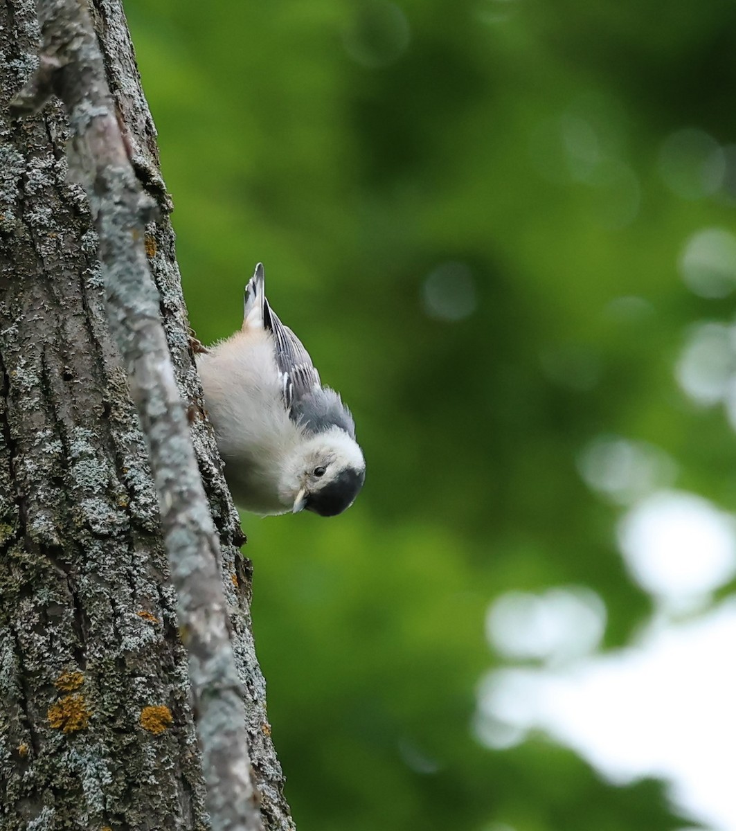 White-breasted Nuthatch - ML620273196