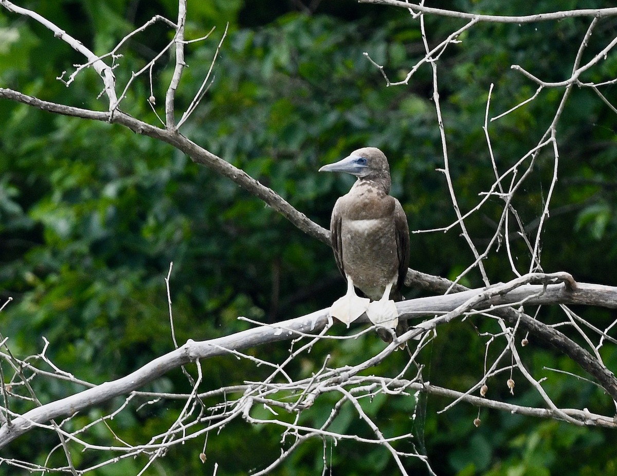 Brown Booby - ML620273197