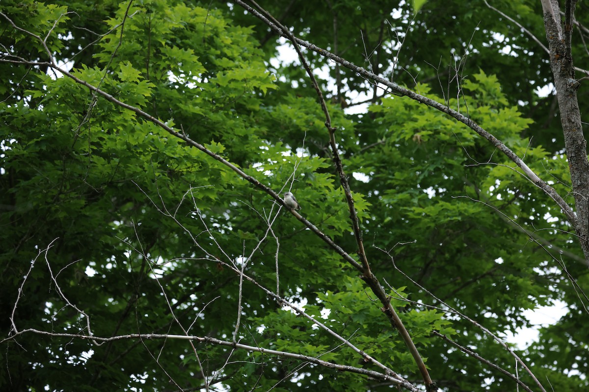 White-breasted Nuthatch - ML620273203