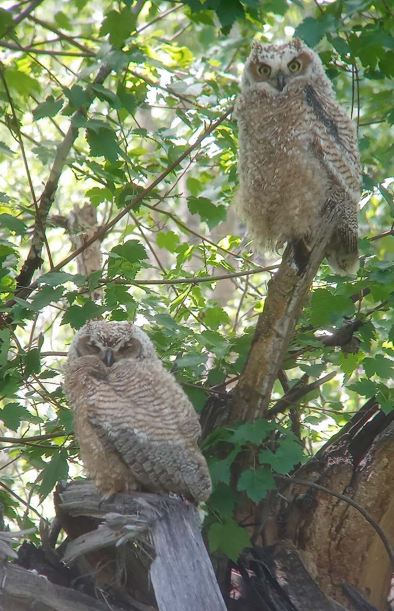 Great Horned Owl - ML620273204