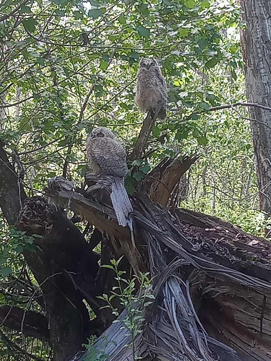 Great Horned Owl - ML620273205