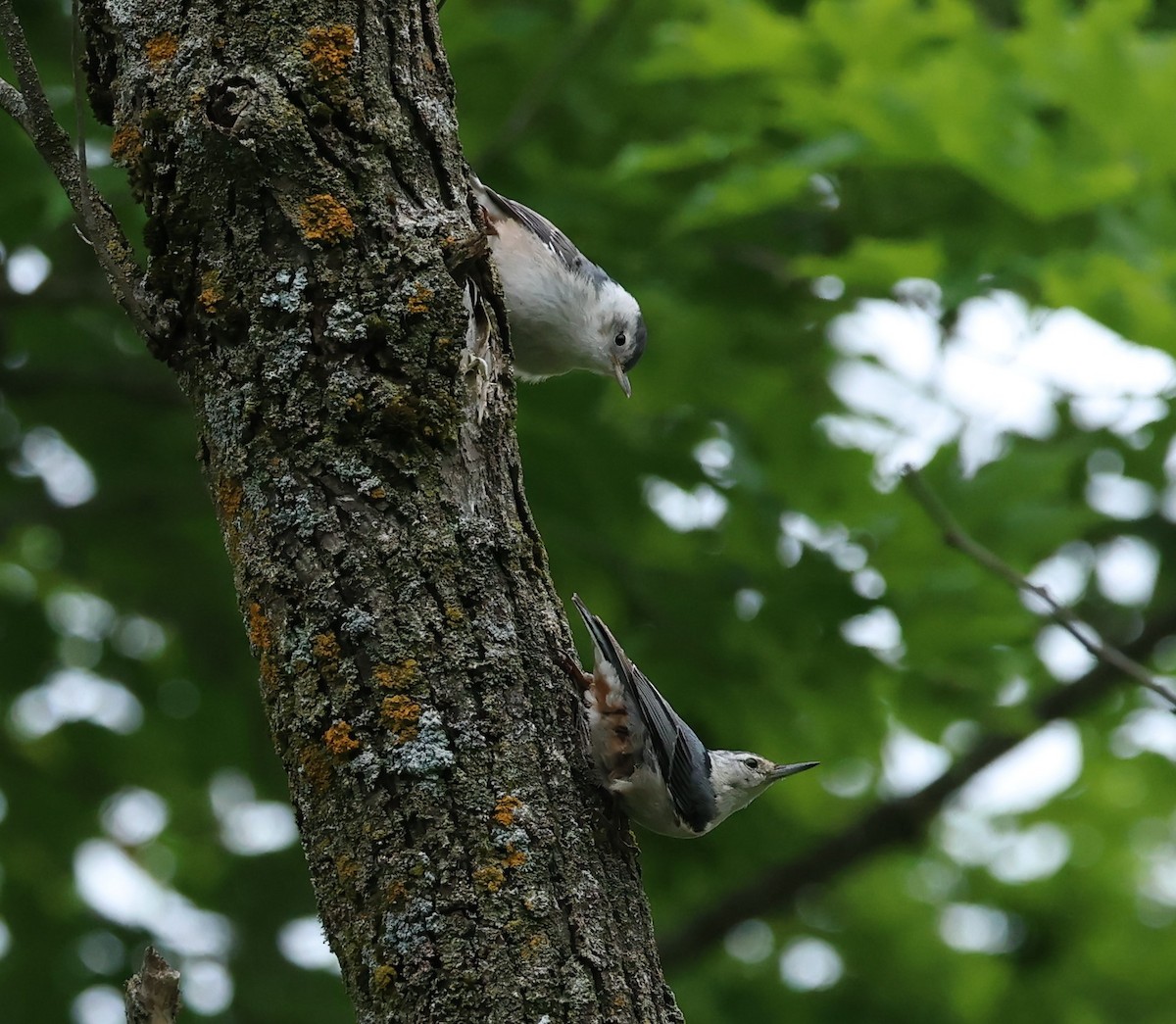White-breasted Nuthatch - ML620273208
