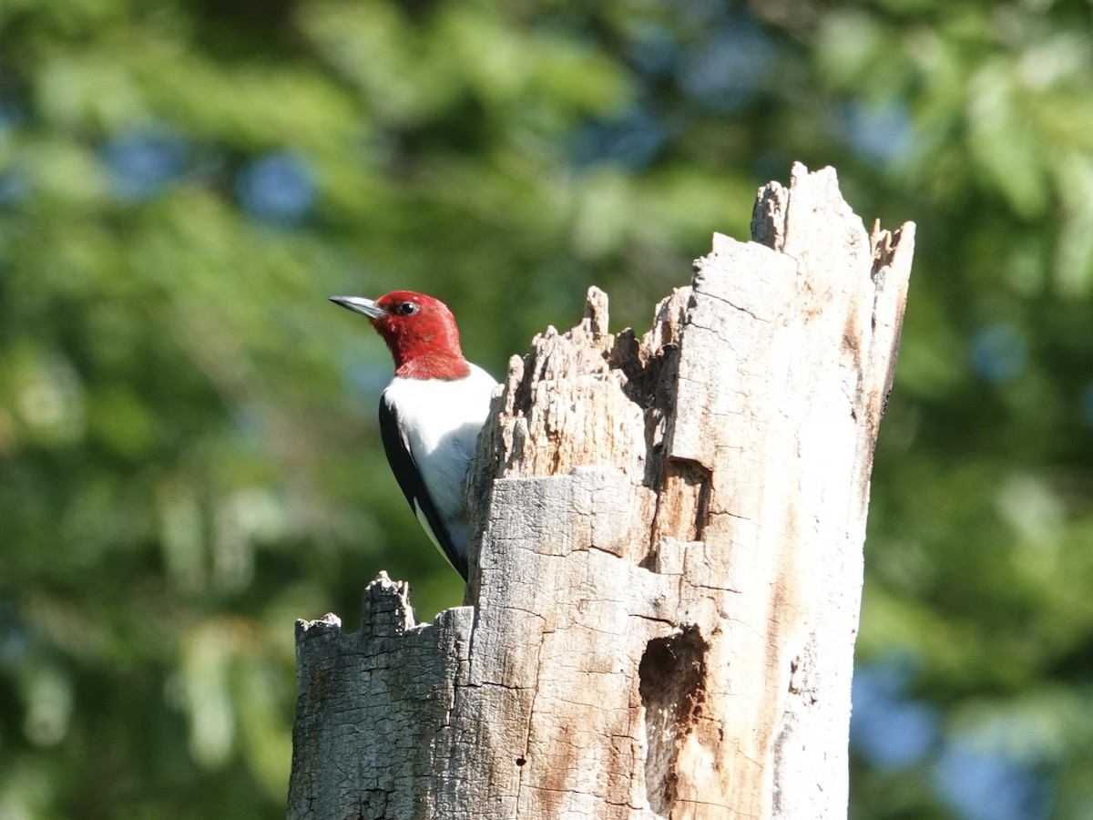 Red-headed Woodpecker - ML620273212