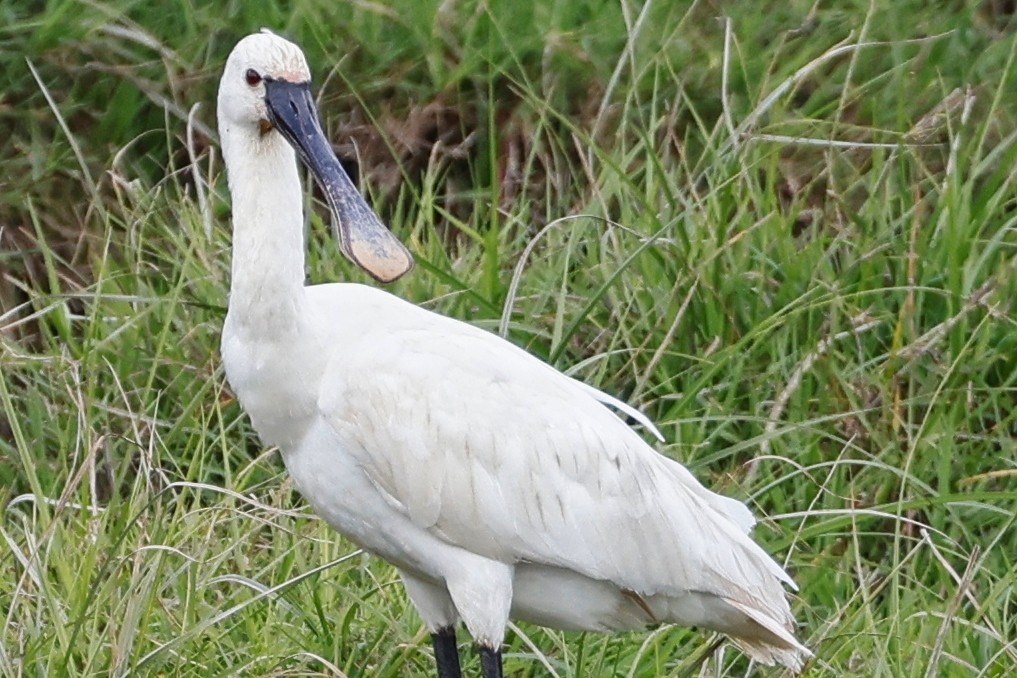 Eurasian Spoonbill - ML620273220