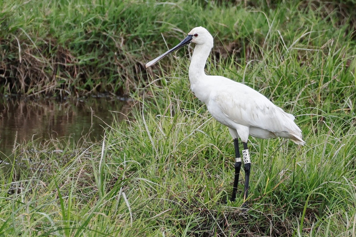 Eurasian Spoonbill - ML620273222