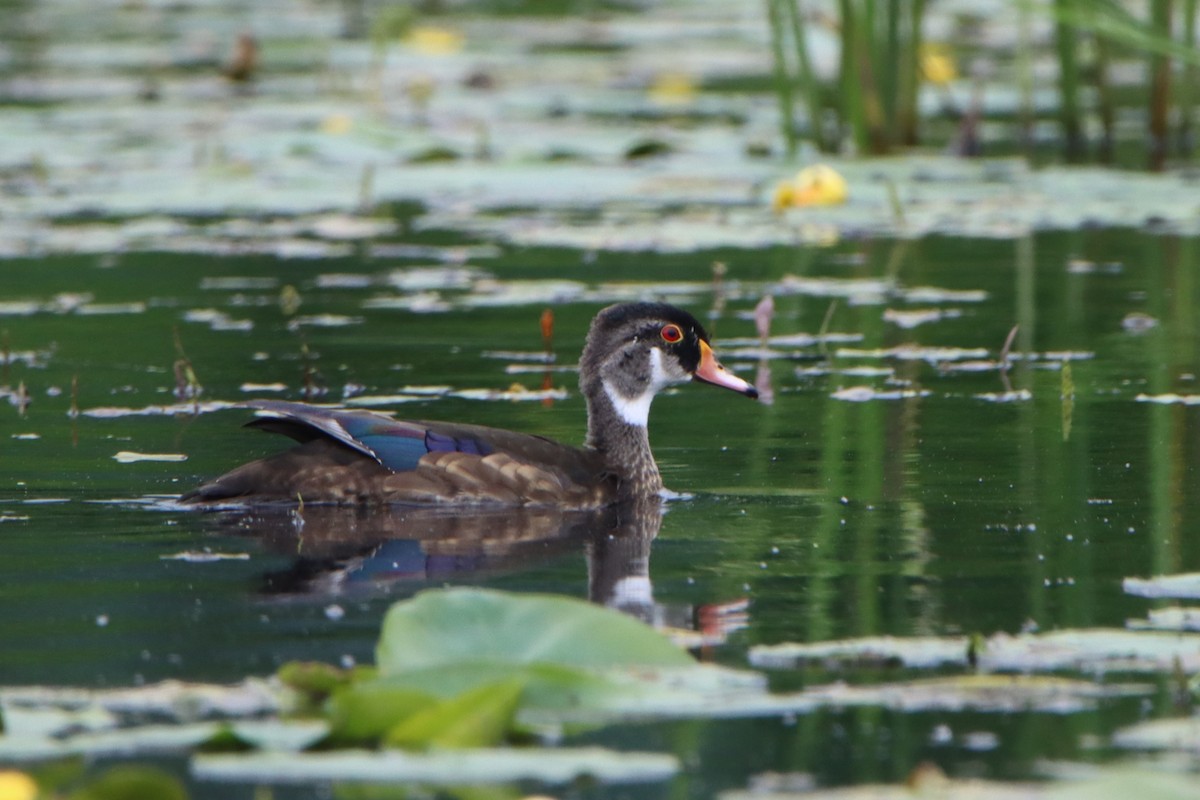 Wood Duck - Sandy C