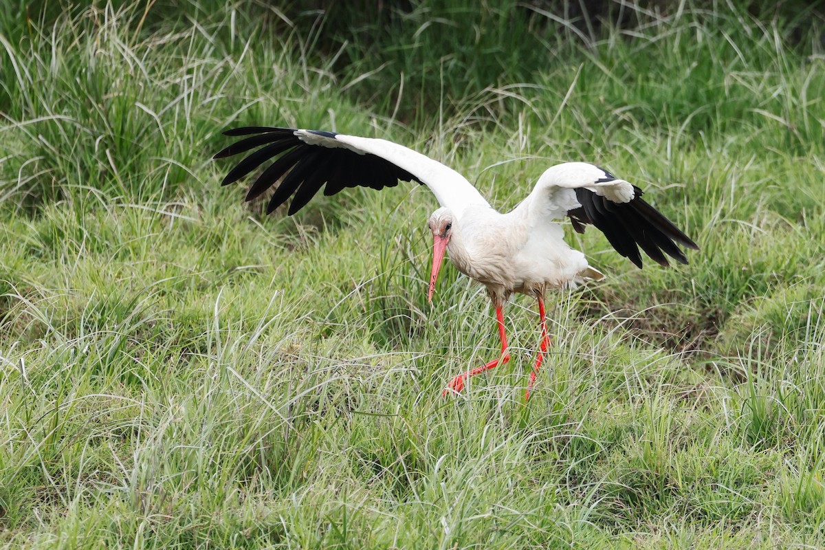 White Stork - ML620273237