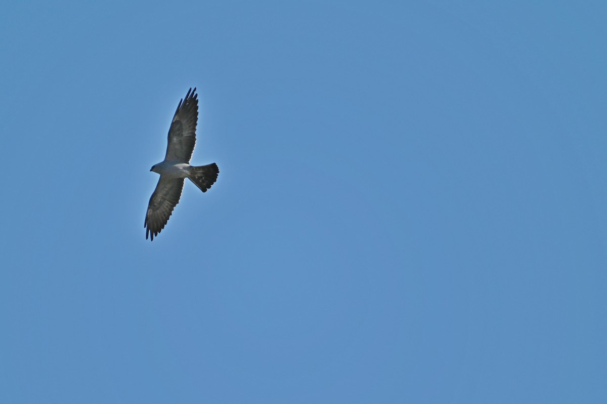 Mississippi Kite - ML620273247