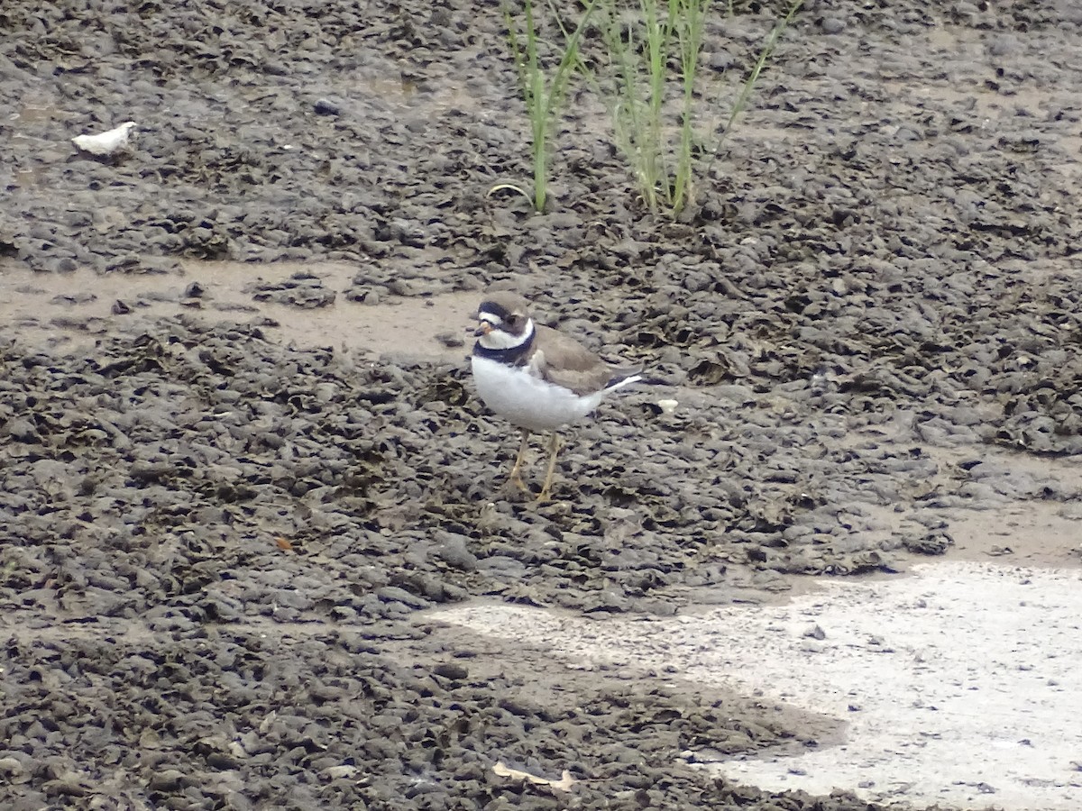 Semipalmated Plover - ML620273251