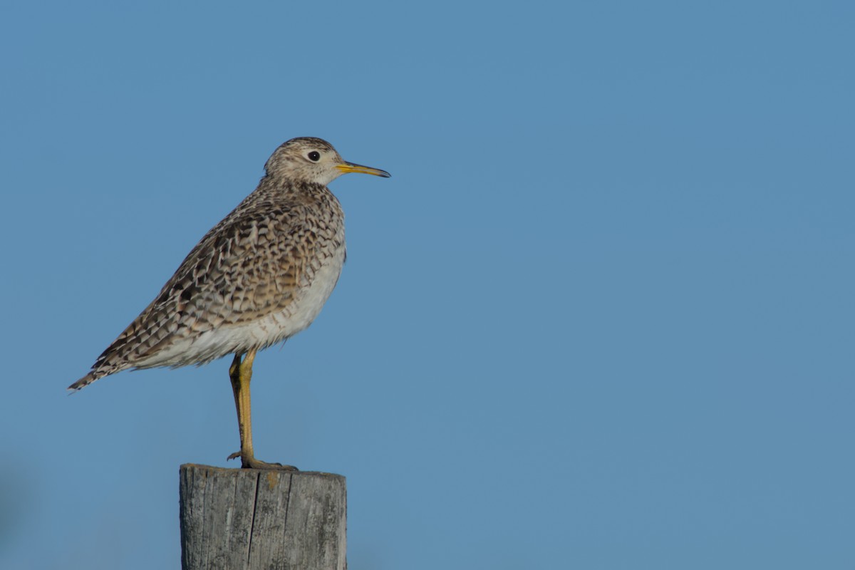 Upland Sandpiper - ML620273269