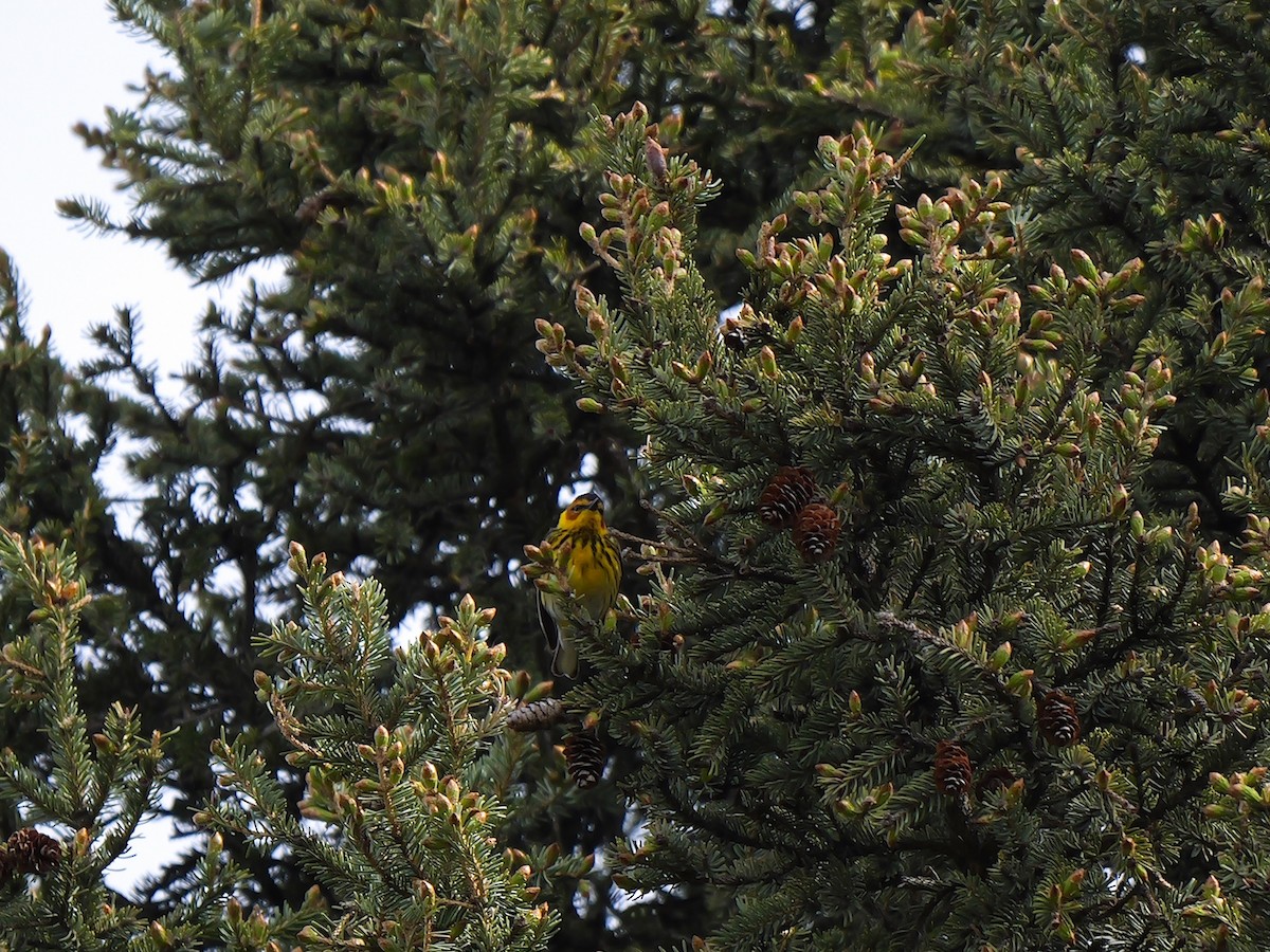 Cape May Warbler - ML620273270