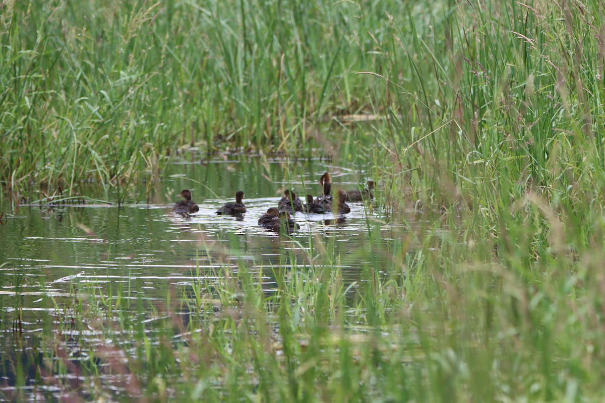 Hooded Merganser - ML620273271