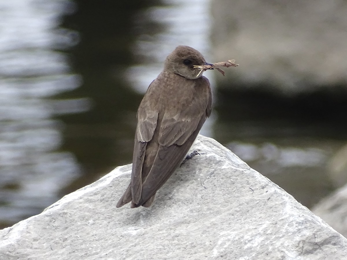 Northern Rough-winged Swallow - ML620273273