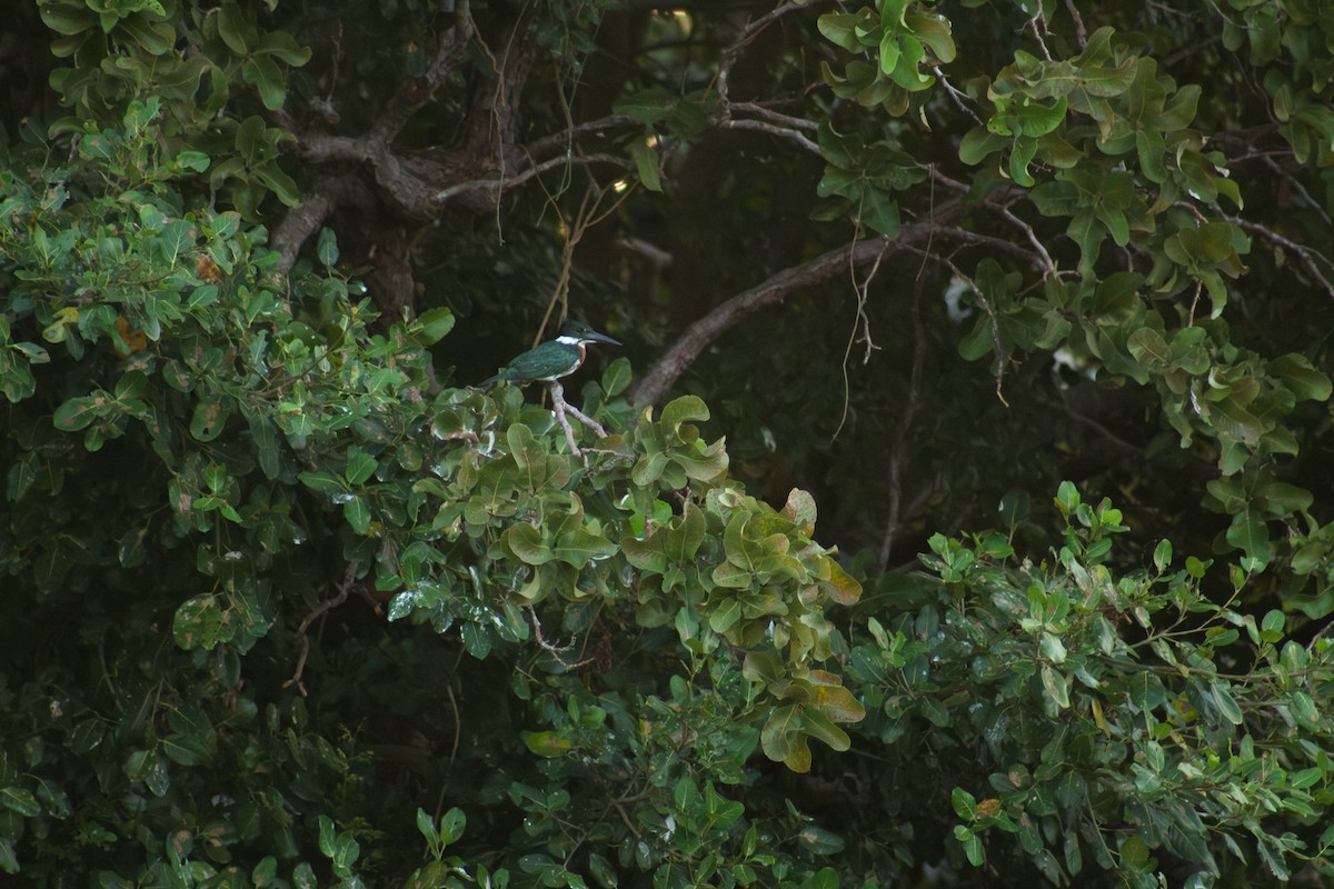 Green Kingfisher - ML620273276