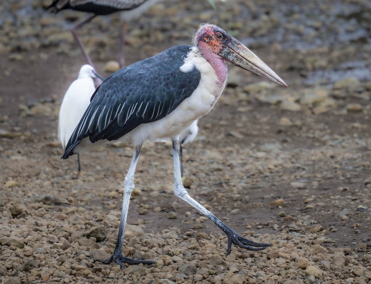 Marabou Stork - ML620273277