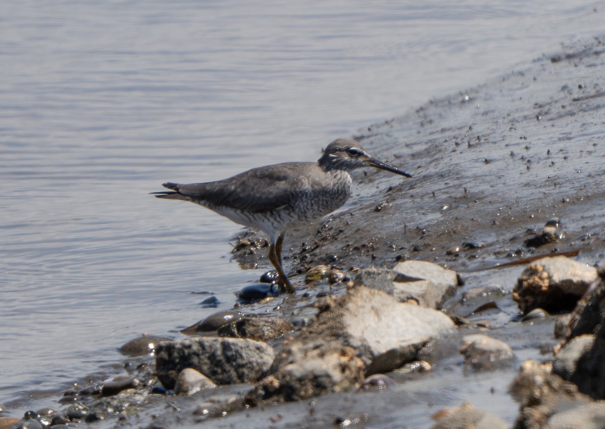 Wandering Tattler - ML620273279