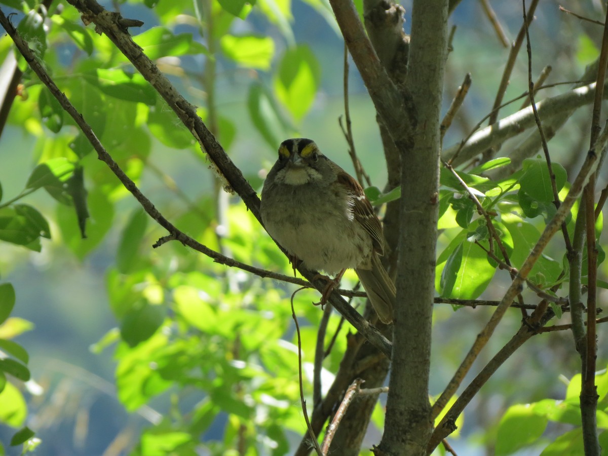 White-throated Sparrow - ML620273285