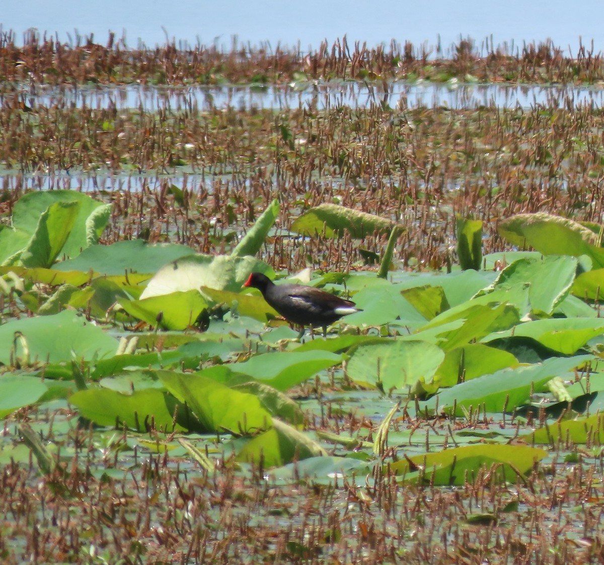 Common Gallinule - Krista Smith