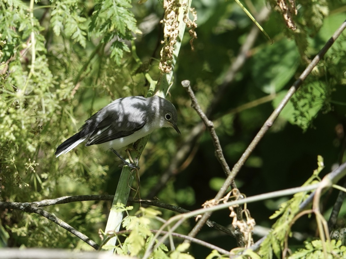 Blue-gray Gnatcatcher - ML620273294