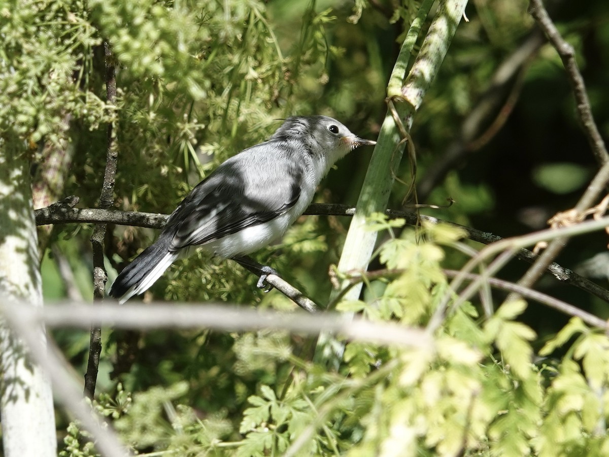 Blue-gray Gnatcatcher - ML620273295