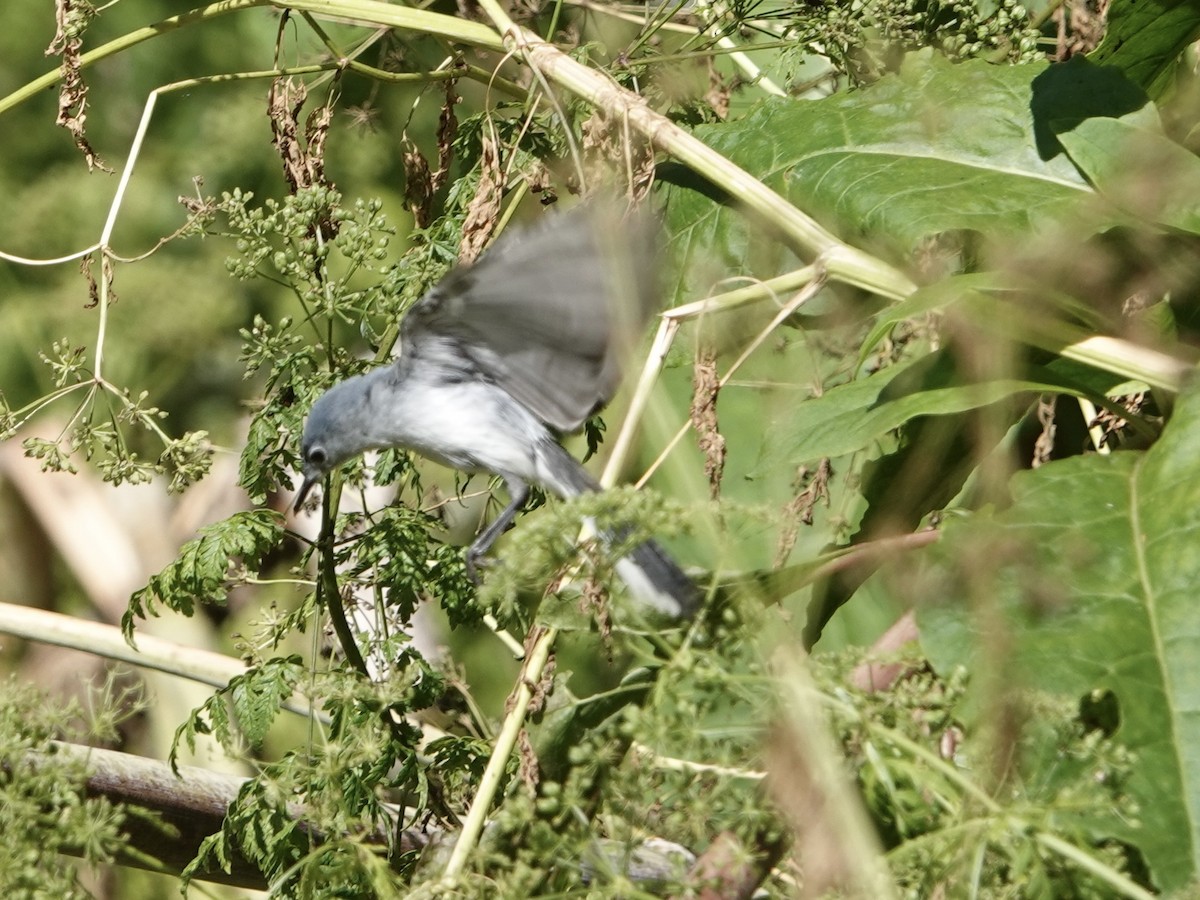 Blue-gray Gnatcatcher - ML620273296