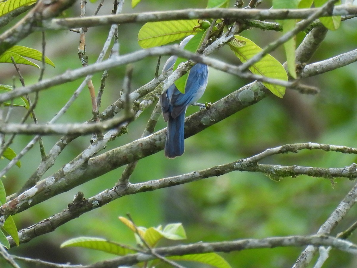 Blue-gray Tanager - ML620273298
