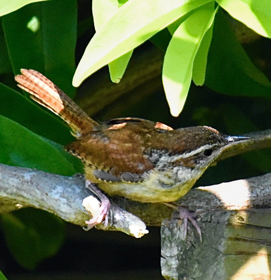 Carolina Wren - ML620273300