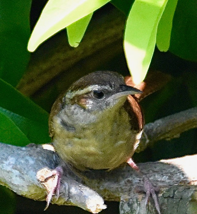 Carolina Wren - ML620273301