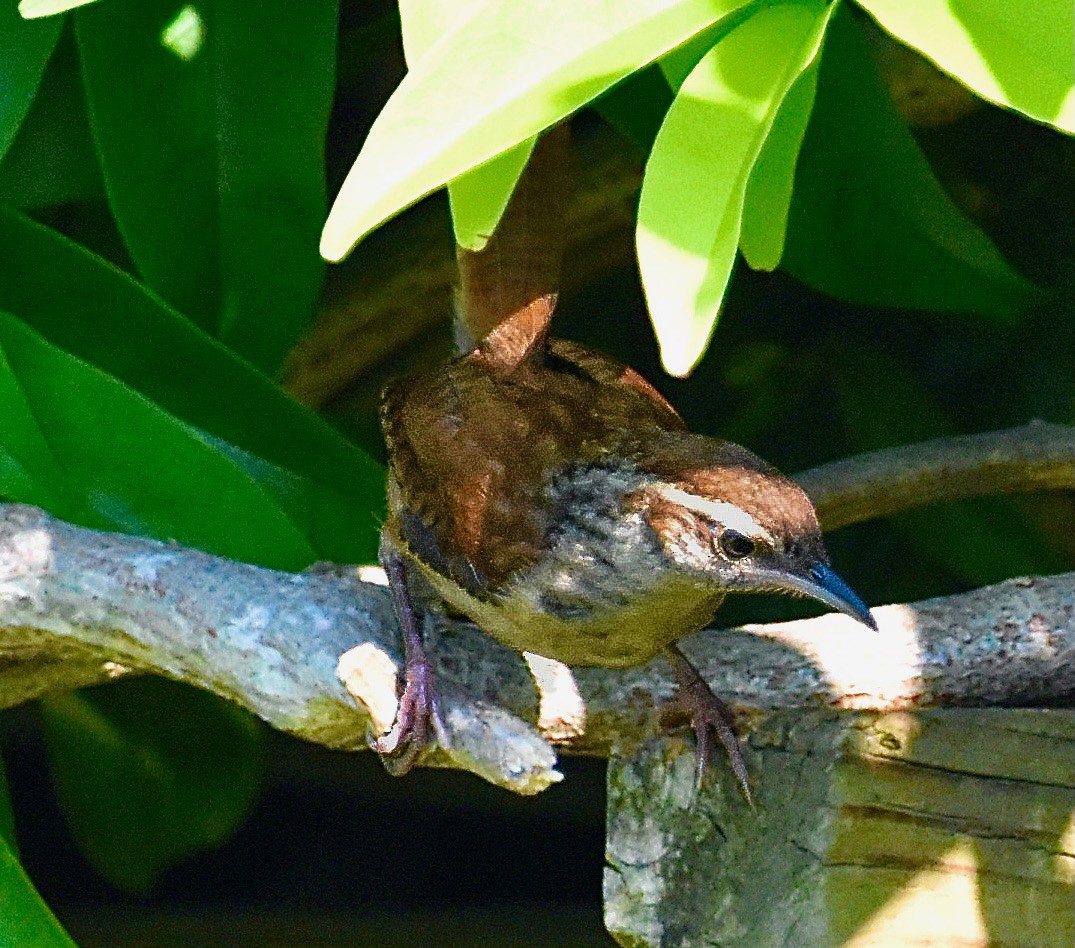 Carolina Wren - ML620273302