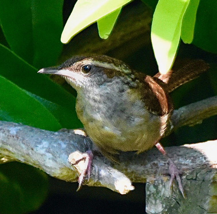 Carolina Wren - ML620273303