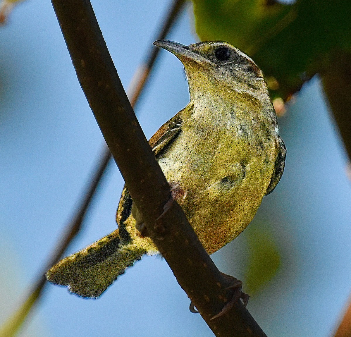 Carolina Wren - ML620273304