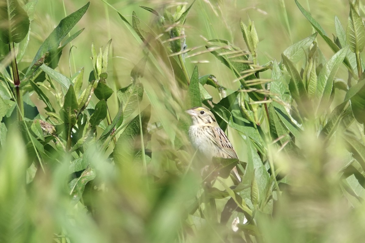 Henslow's Sparrow - ML620273316