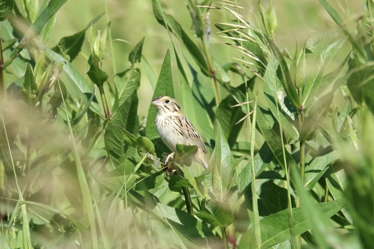 Henslow's Sparrow - ML620273317