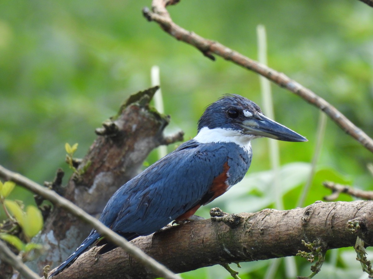 Ringed Kingfisher - ML620273318