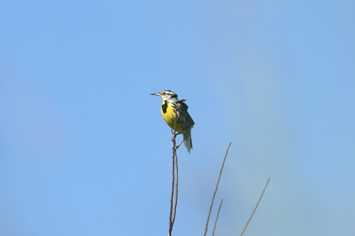Eastern Meadowlark - ML620273323